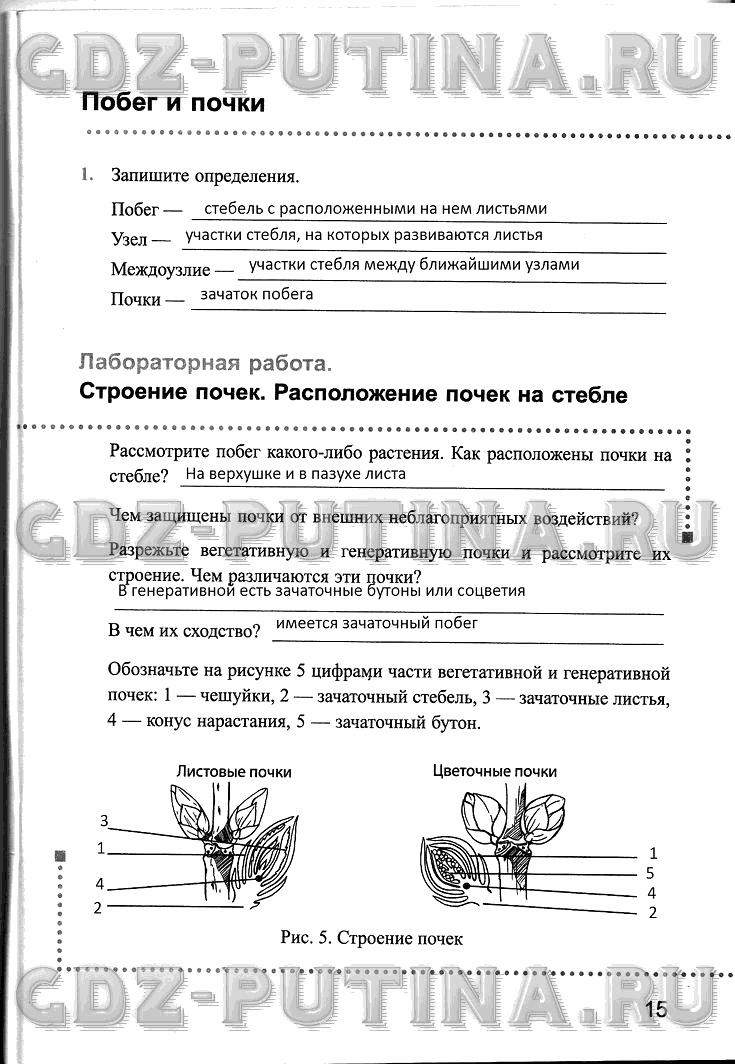 Рабочая тетрадь, 6 класс, Преображенская, 2013 - 2016, задание: 15