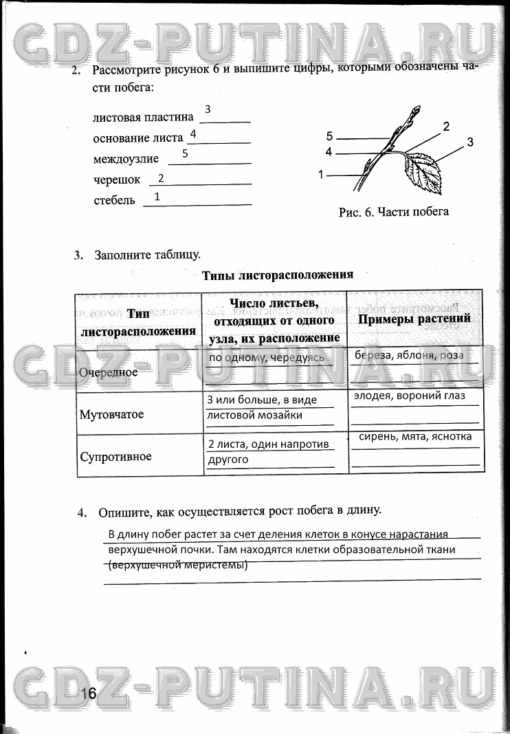 Рабочая тетрадь, 6 класс, Преображенская, 2013 - 2016, задание: 16