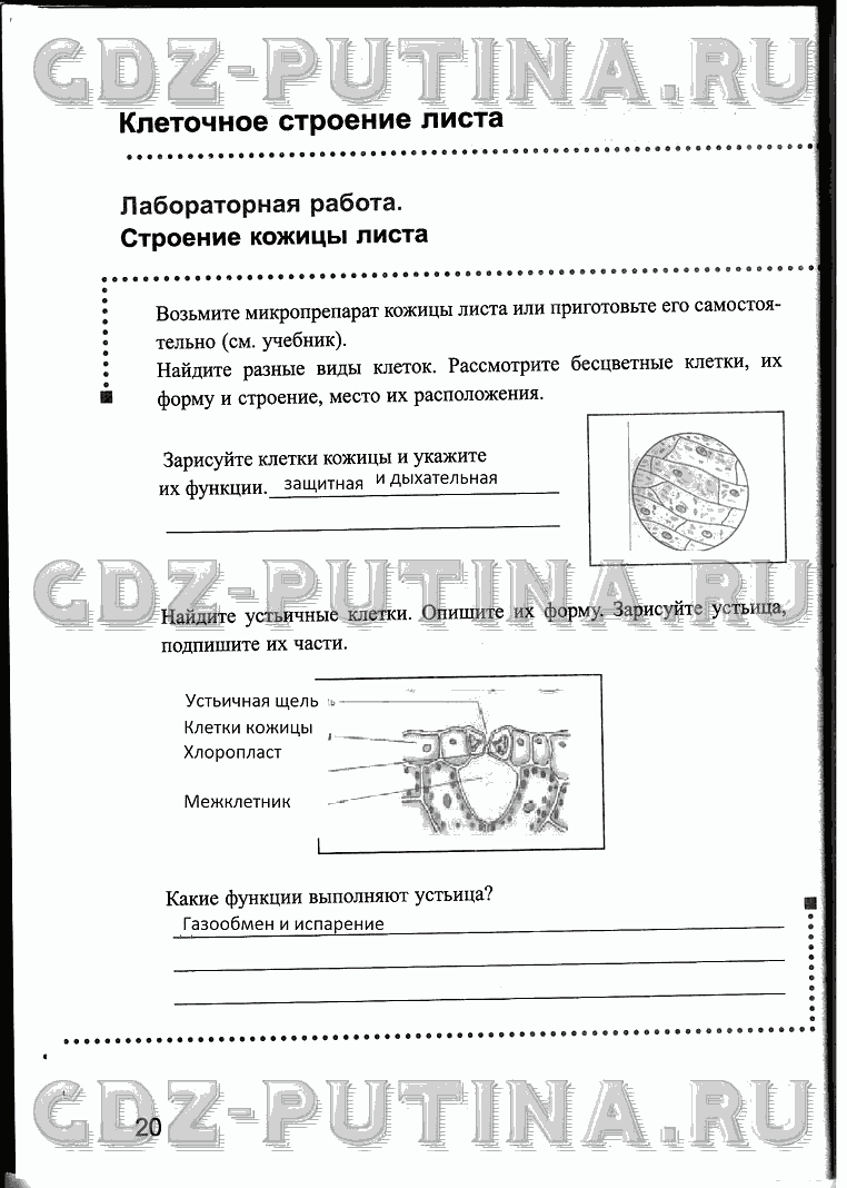 Рабочая тетрадь, 6 класс, Преображенская, 2013 - 2016, задание: 20