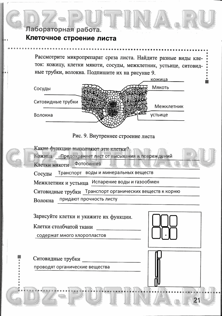 Рабочая тетрадь, 6 класс, Преображенская, 2013 - 2016, задание: 21