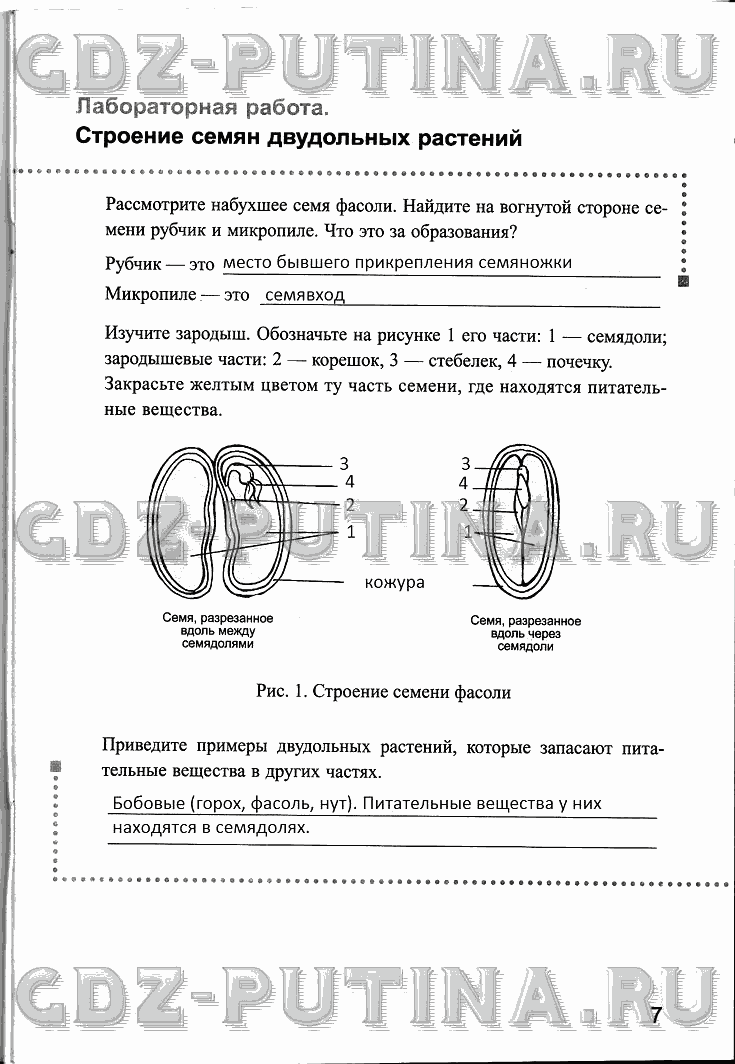 Рабочая тетрадь, 6 класс, Преображенская, 2013 - 2016, задание: 7