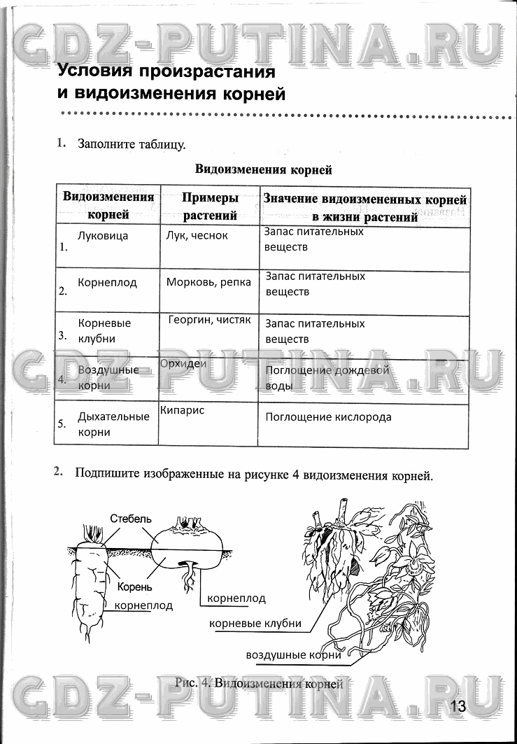 Рабочая тетрадь, 6 класс, Преображенская, 2013 - 2016, задание: 13