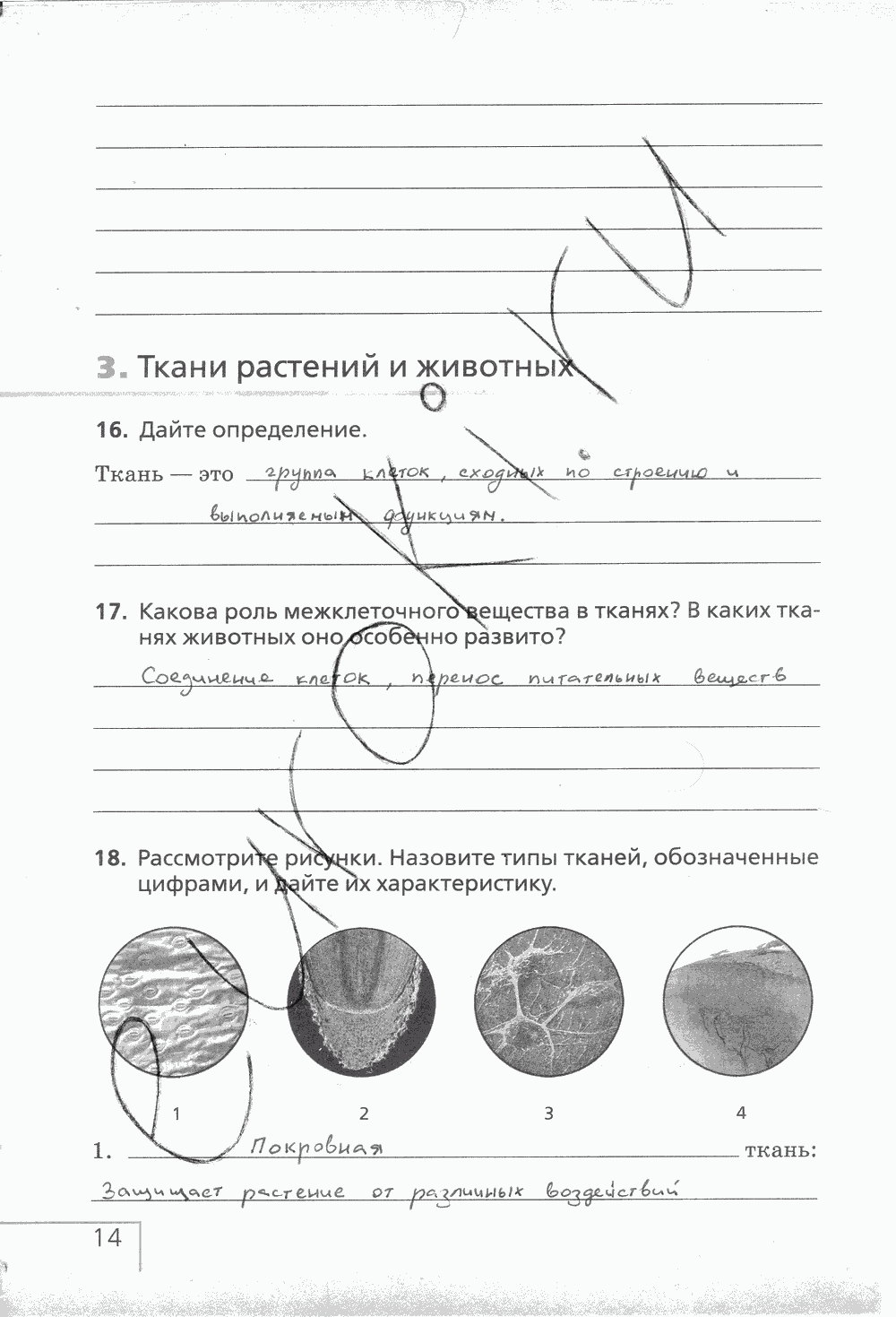 Рабочая тетрадь (с белочкой), 6 класс, Сонин Н.И., 2014, задание: стр. 14