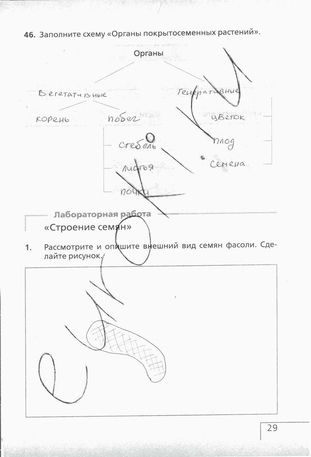 Рабочая тетрадь (с белочкой), 6 класс, Сонин Н.И., 2014, задание: стр. 29