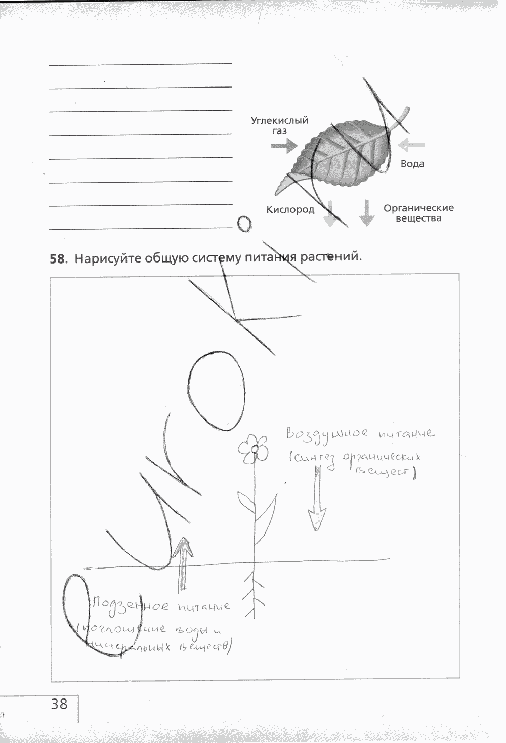 Рабочая тетрадь (с белочкой), 6 класс, Сонин Н.И., 2014, задание: стр. 38