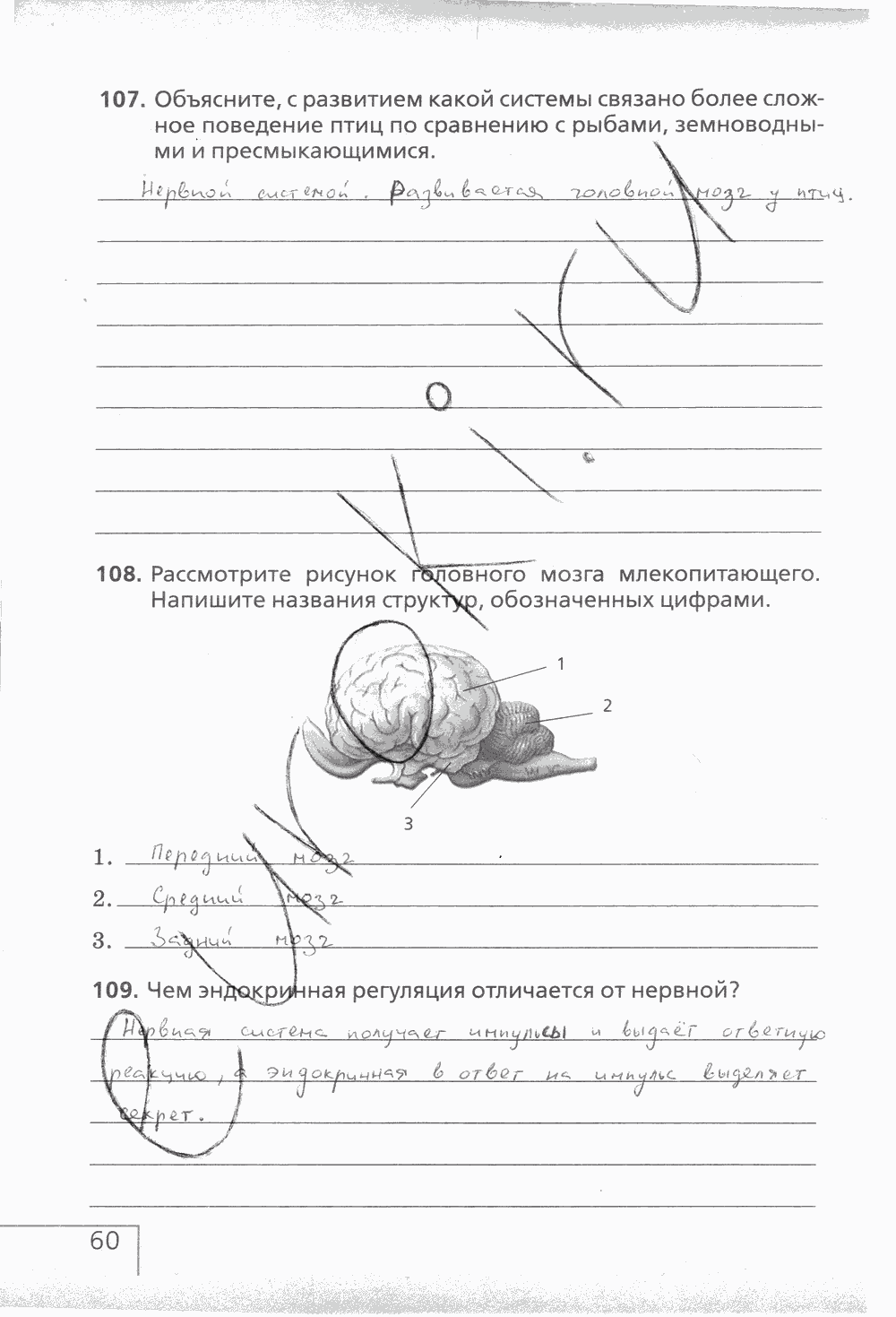 Рабочая тетрадь (с белочкой), 6 класс, Сонин Н.И., 2014, задание: стр. 60