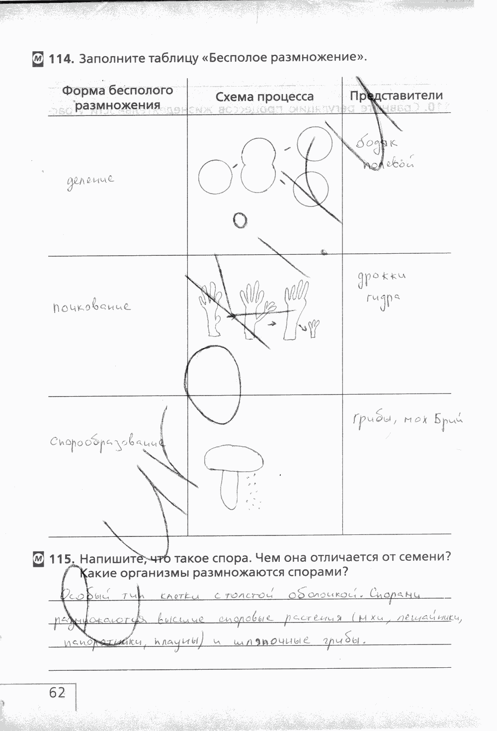Рабочая тетрадь (с белочкой), 6 класс, Сонин Н.И., 2014, задание: стр. 62