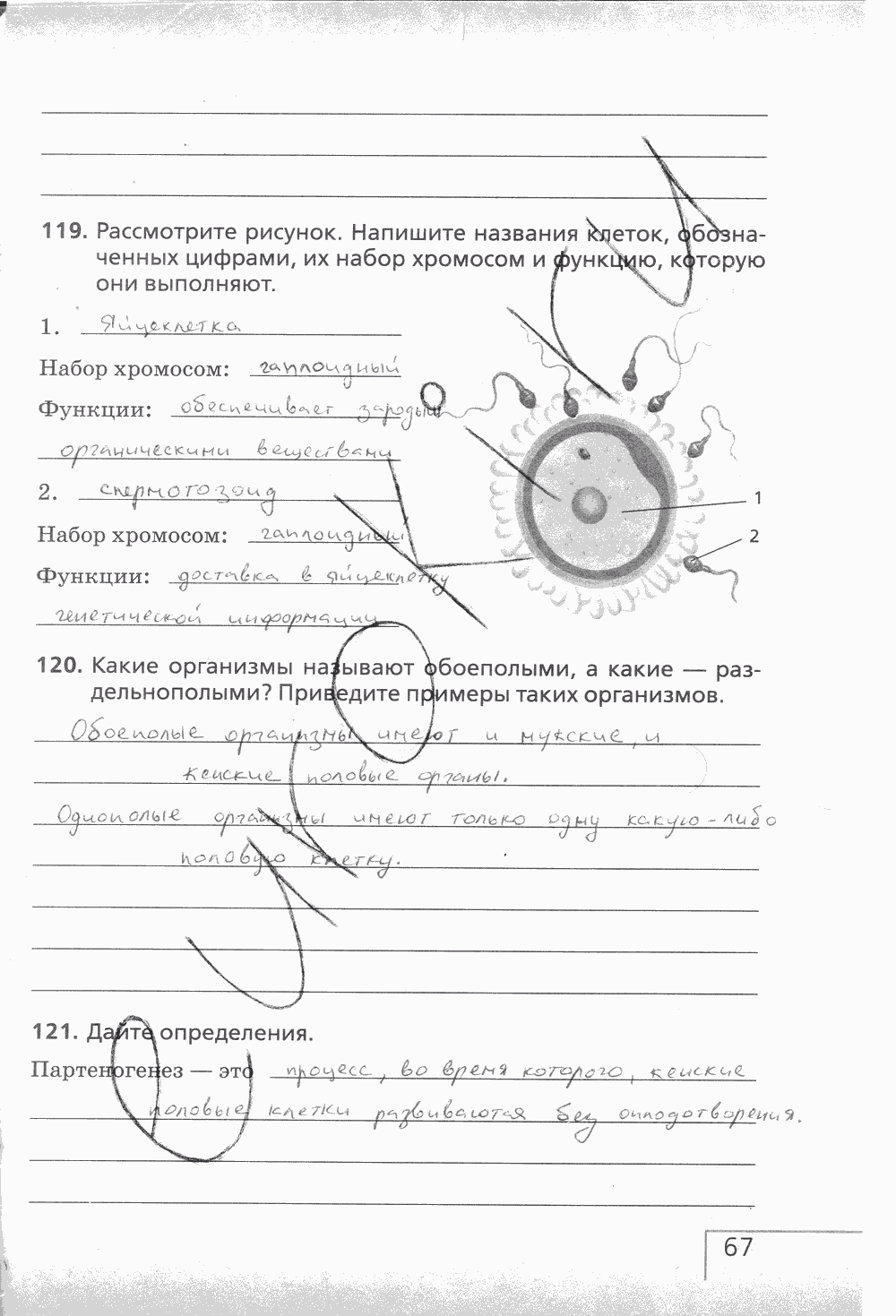Рабочая тетрадь (с белочкой), 6 класс, Сонин Н.И., 2014, задание: стр. 67