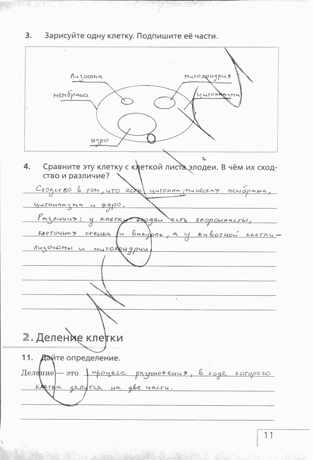 Рабочая тетрадь (с белочкой), 6 класс, Сонин Н.И., 2014, задание: стр. 11