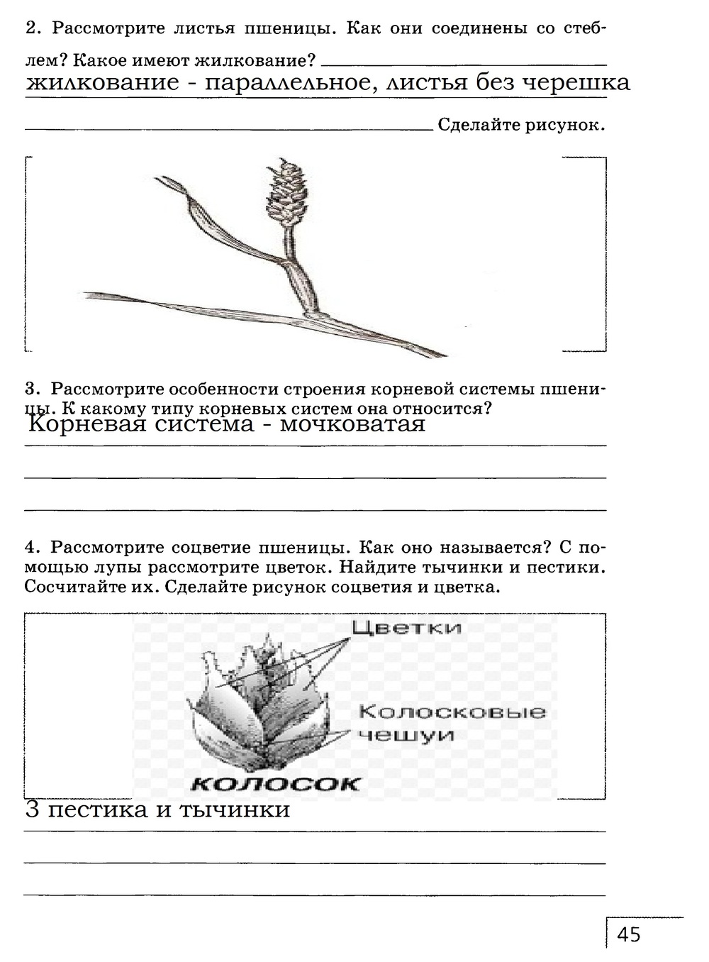 Рабочая тетрадь, 7 класс, Захаров В.Б., Сонин Н.И., 2015, задание: стр. 45