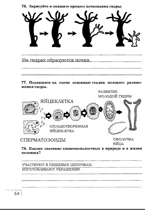 Рабочая тетрадь, 7 класс, Захаров В.Б., Сонин Н.И., 2015, задание: стр. 64