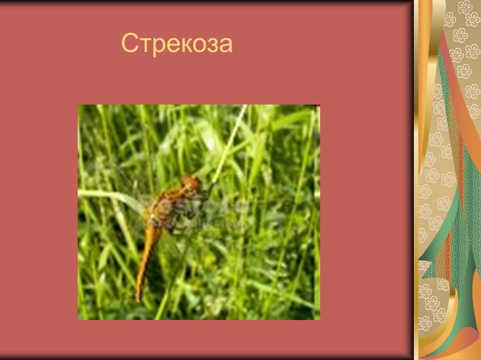 Тип членистоногие класс насекомые