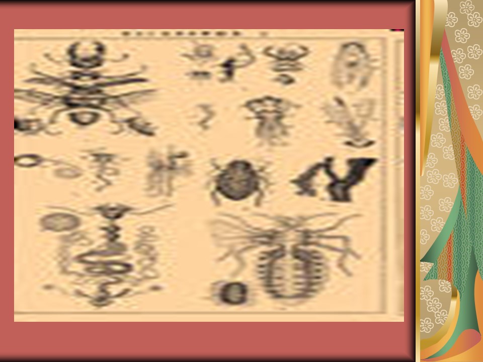 Тип членистоногие класс насекомые