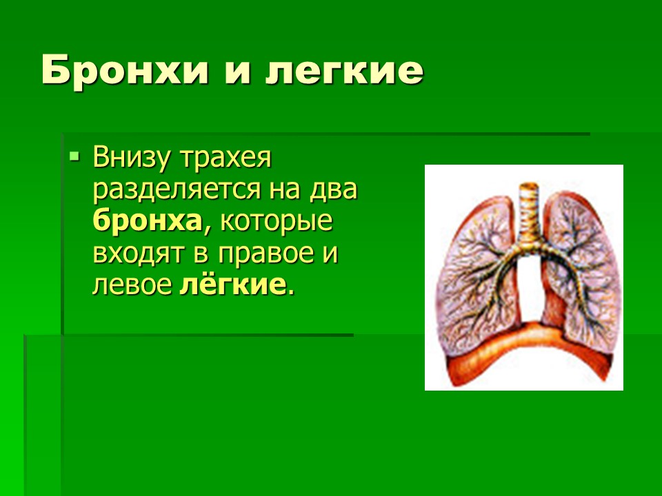 Органы дыхания 2