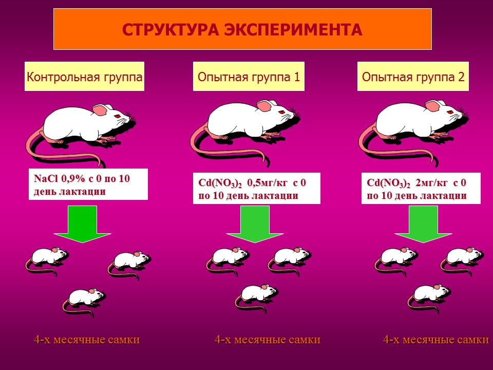 Изучение токсического влияния кадмия на активность аминотрансфераз у потомства белых крыс