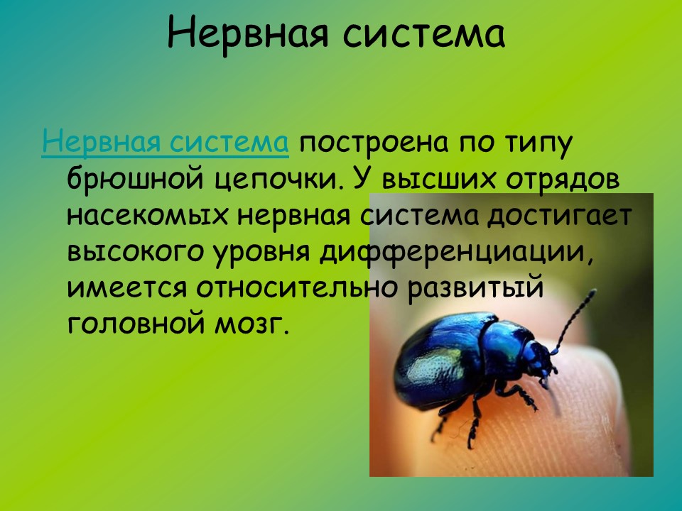 Изучение класса насекомых