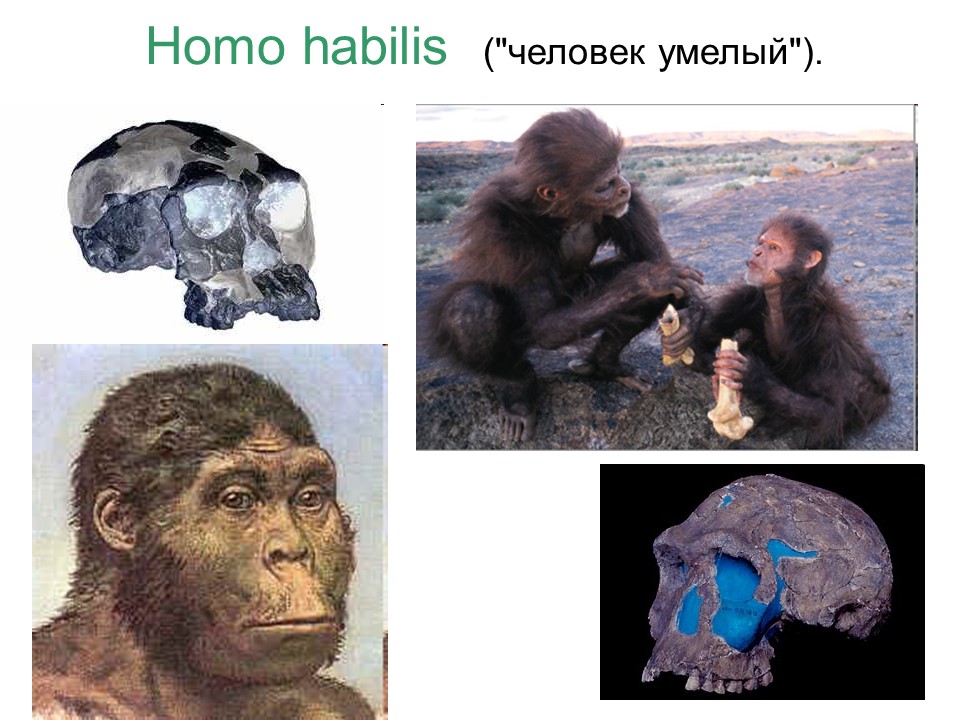 Происхождение и эволюция человека Этапы развития
