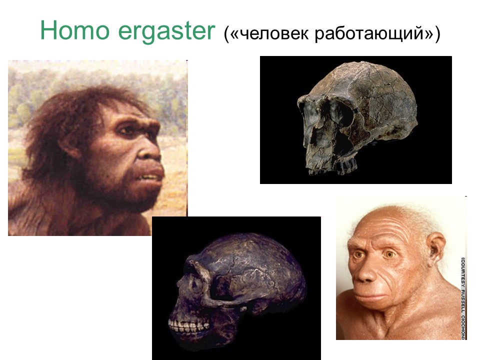 Происхождение и эволюция человека Этапы развития