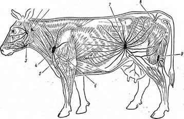 Реферат: Лимфатическая система животных