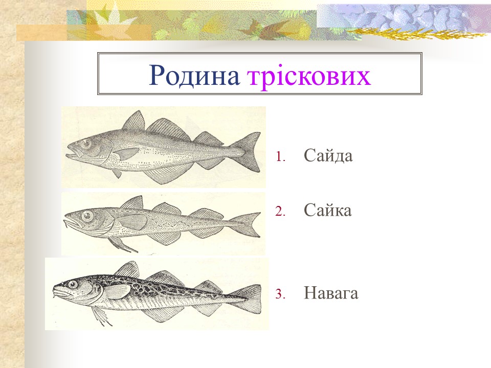 Родини промислових риб