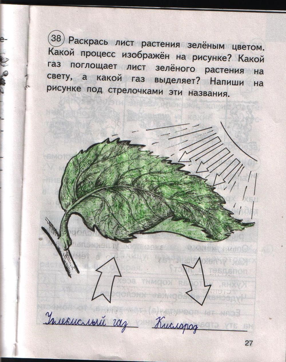 Окр мир рабочая тетрадь стр 41. Окружающий мир стр 27 задание 1 2 класс. Окружающий мир 2 класс рабочая тетрадь 1 часть стр 27. Рассказ о красоте растений 2 класс. Окружающий мир 2 класс 1 часть стр 27 упражнение 1.