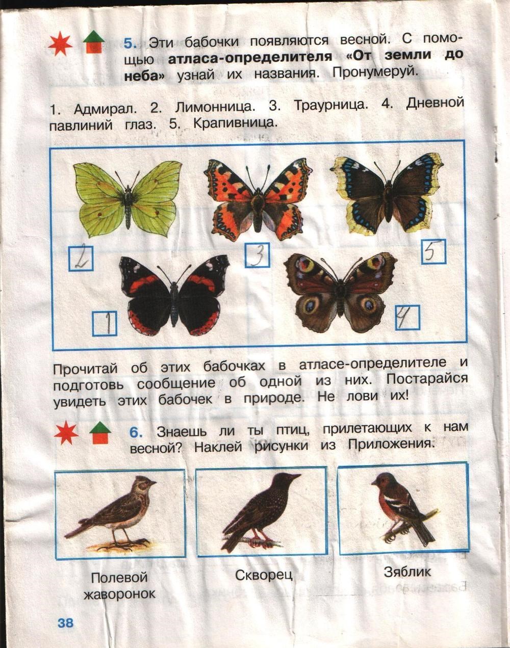 Окр мир стр 58. Окружающий мир 2 класс рабочая тетрадь 2 часть бабочки. Окружающий мир 2 класс рабочая тетрадь стр 57 ответы. Гдз окружающий мир 2 класс рабочая тетрадь 2 часть Плешаков стр 57. Окружающий мир 2 класс рабочая тетрадь 2 стр 57.