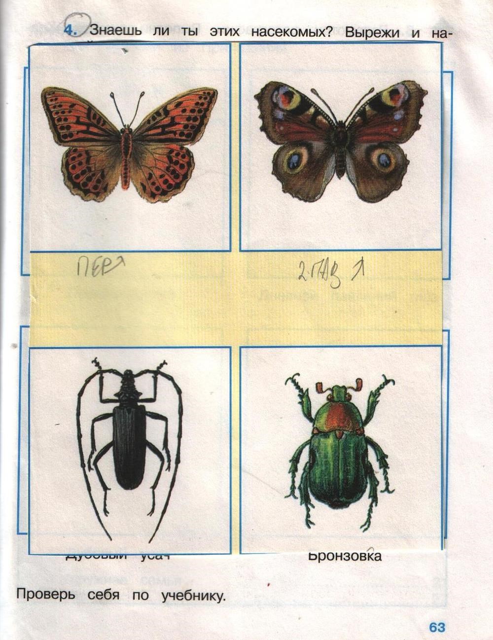 Рабочая тетрадь. Часть 2, 2 класс, Плешаков, 2008, задание: стр.63