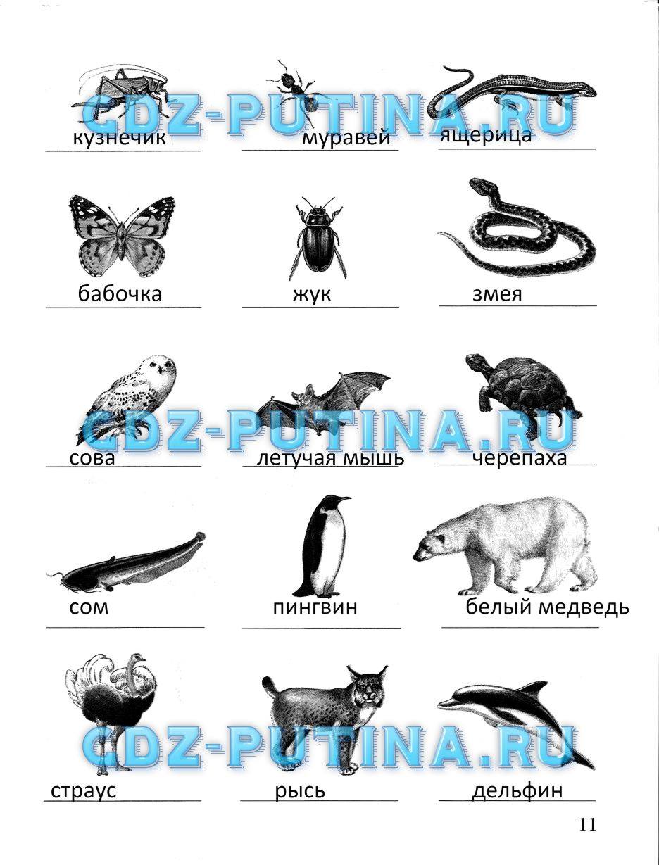 Рабочая тетрадь, 2 класс, Виноградова Н.Ф., 2013, Часть 2 Задание: 11