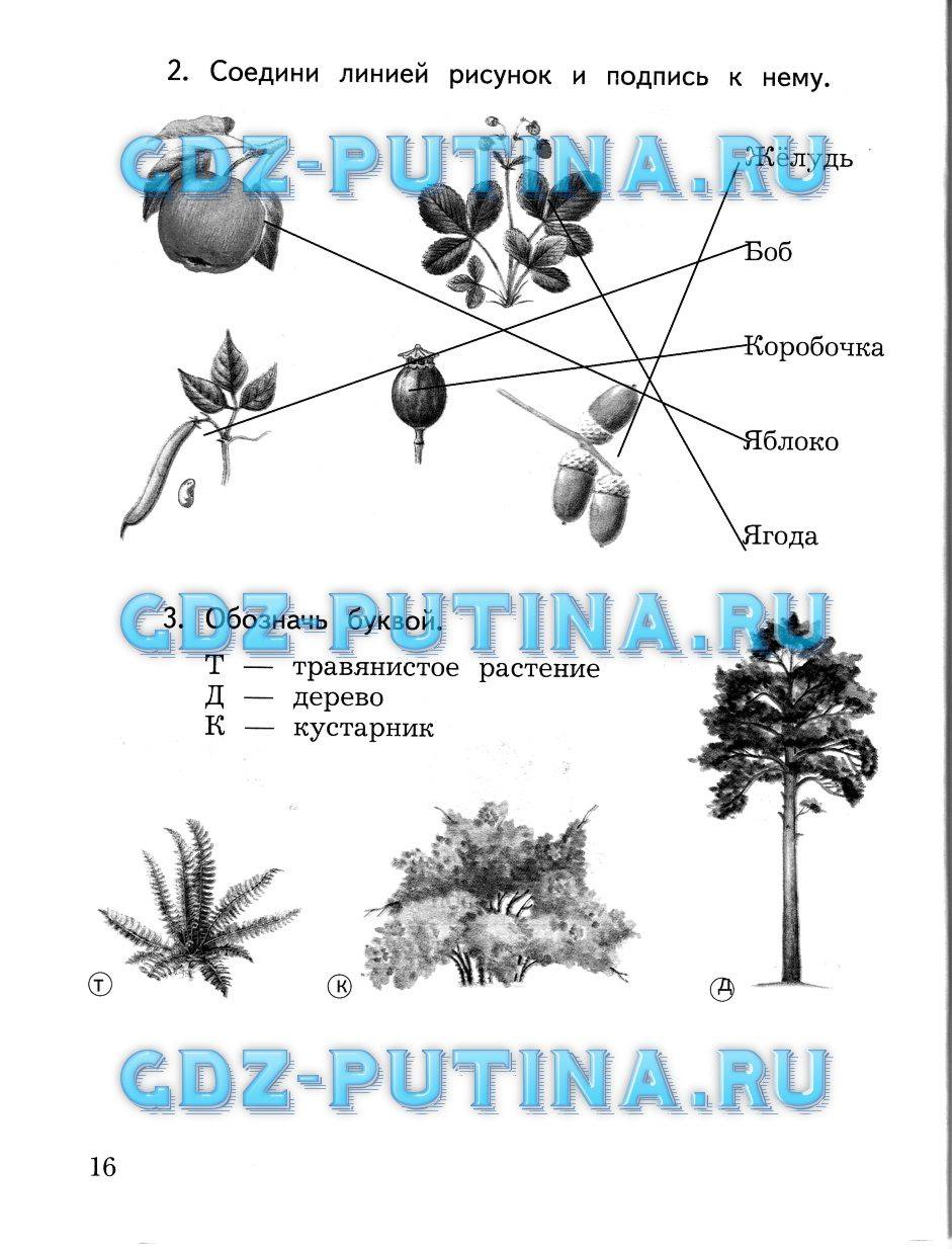 Рабочая тетрадь, 2 класс, Виноградова Н.Ф., 2013, Часть 2 Задание: 16
