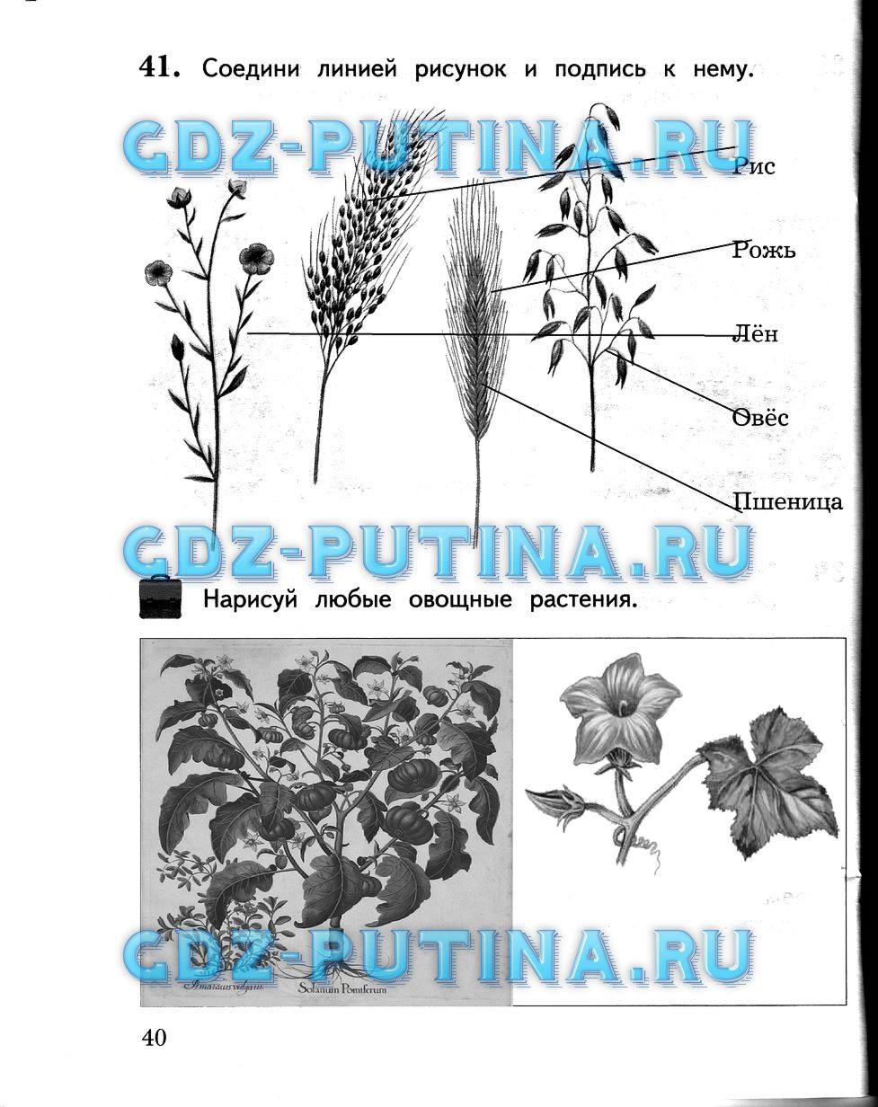 Рабочая тетрадь, 2 класс, Виноградова Н.Ф., 2013, Часть 2 Задание: 40