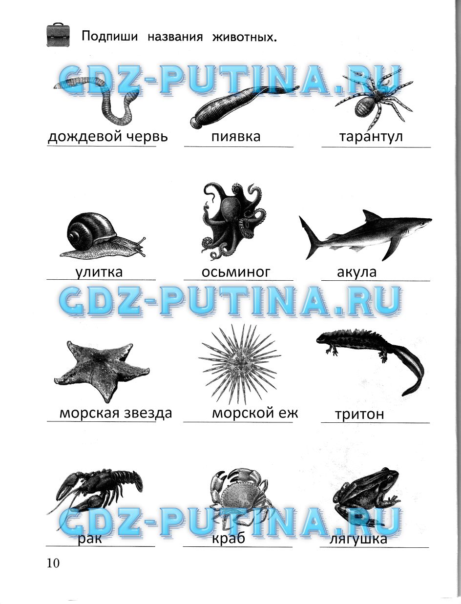 Рабочая тетрадь, 2 класс, Виноградова, 2015, Часть 2 Задание: 10