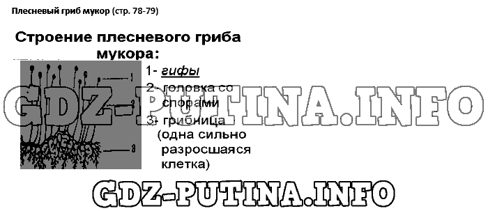 Учебник. Бактерии. Грибы. Растения, 5 класс, Пасечник, 2015, Страница Задача: 78-79
