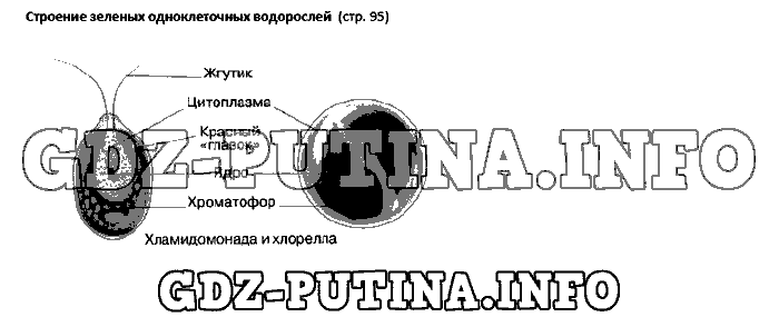 Учебник. Бактерии. Грибы. Растения, 5 класс, Пасечник, 2015, Страница Задача: 95