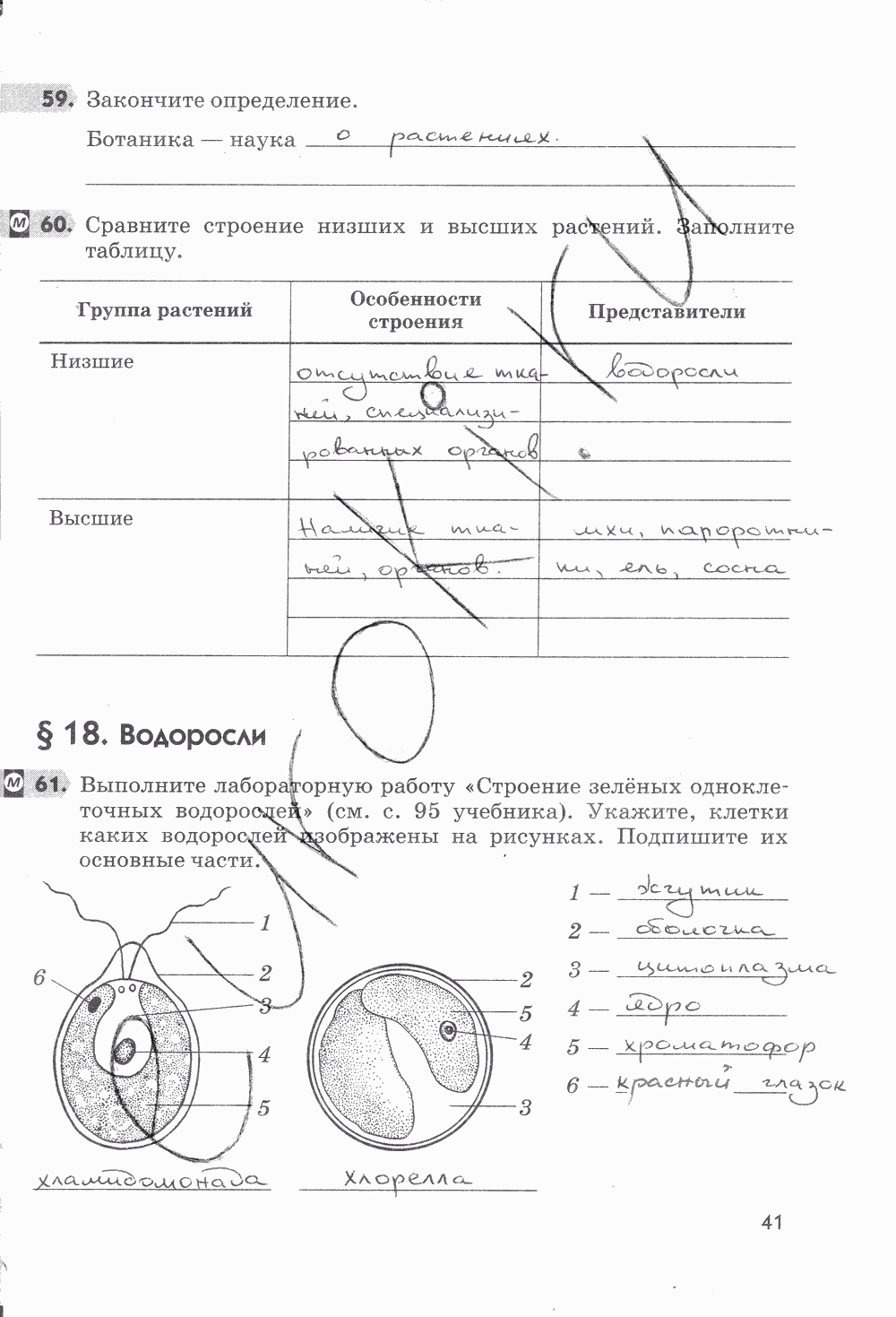 Рабочая тетрадь, 5 класс, Пасечник В.В., 2013 - 2016, задание: стр. 41