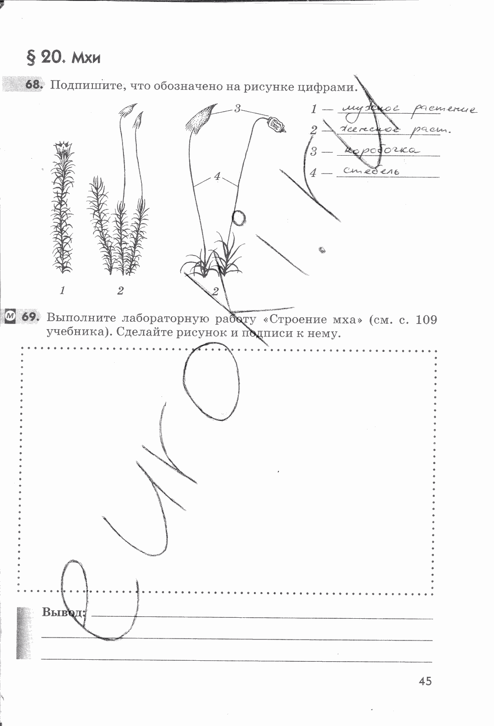 Рабочая тетрадь, 5 класс, Пасечник В.В., 2013 - 2016, задание: стр. 45