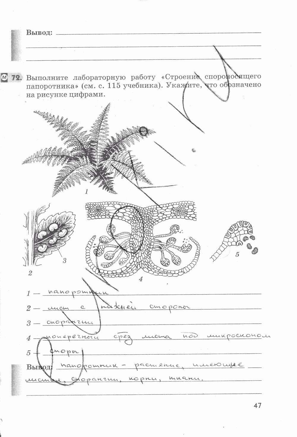 Рабочая тетрадь, 5 класс, Пасечник В.В., 2013 - 2016, задание: стр. 47