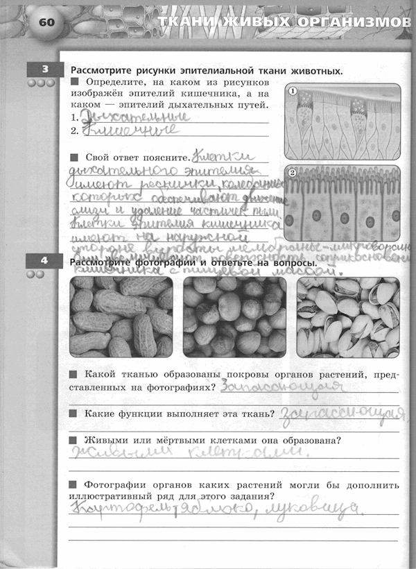 Тетрадь - тренажёр, 5 класс, Сухорукова Л.Н., Кучменко B.C., Дмитриева Е.А., 2013 -2016, задание: стр. 60