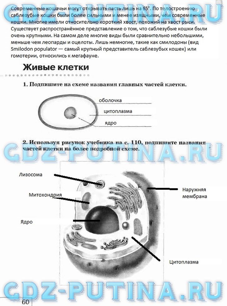 Рабочая тетрадь, 5 класс, Плешаков А.А., Сонин Н.И., 2014 - 2016, задание: 60