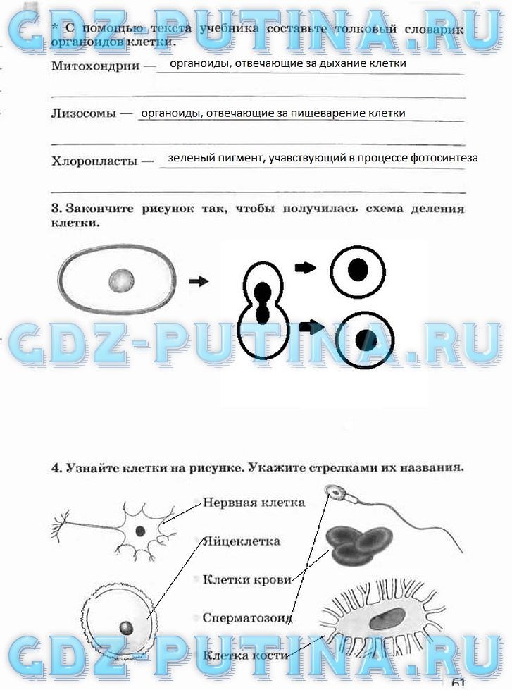 Рабочая тетрадь, 5 класс, Плешаков А.А., Сонин Н.И., 2014 - 2016, задание: 61