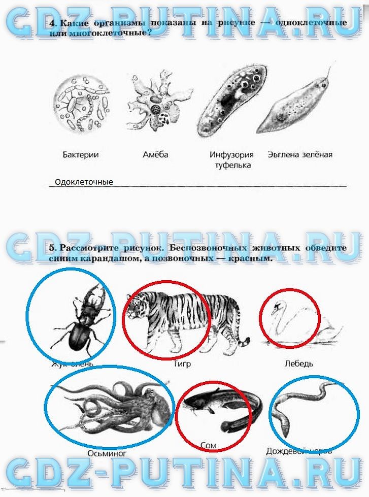 Рабочая тетрадь, 5 класс, Плешаков А.А., Сонин Н.И., 2014 - 2016, задание: 64