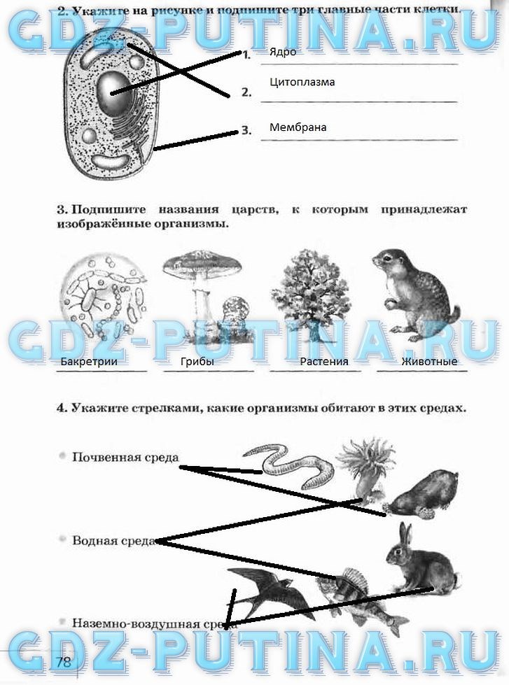 Рабочая тетрадь, 5 класс, Плешаков А.А., Сонин Н.И., 2014 - 2016, задание: 78