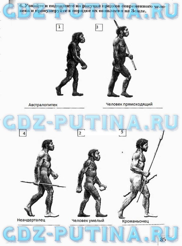 Рабочая тетрадь, 5 класс, Плешаков А.А., Сонин Н.И., 2014 - 2016, задание: 85