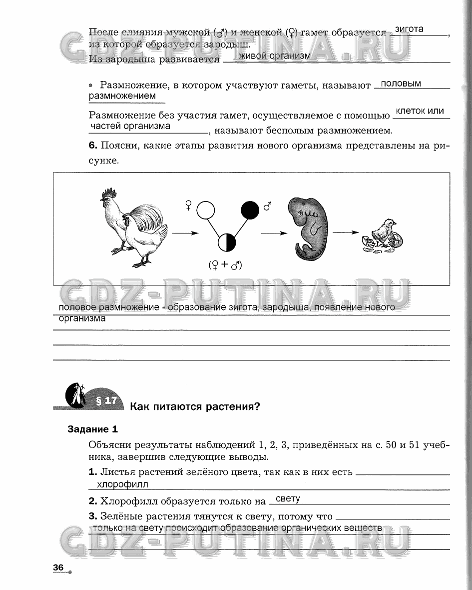 Рабочая тетрадь. Часть 1, 5 класс, Сухова Т.С., Строганов В. И., 2013 - 2015, задание: 36