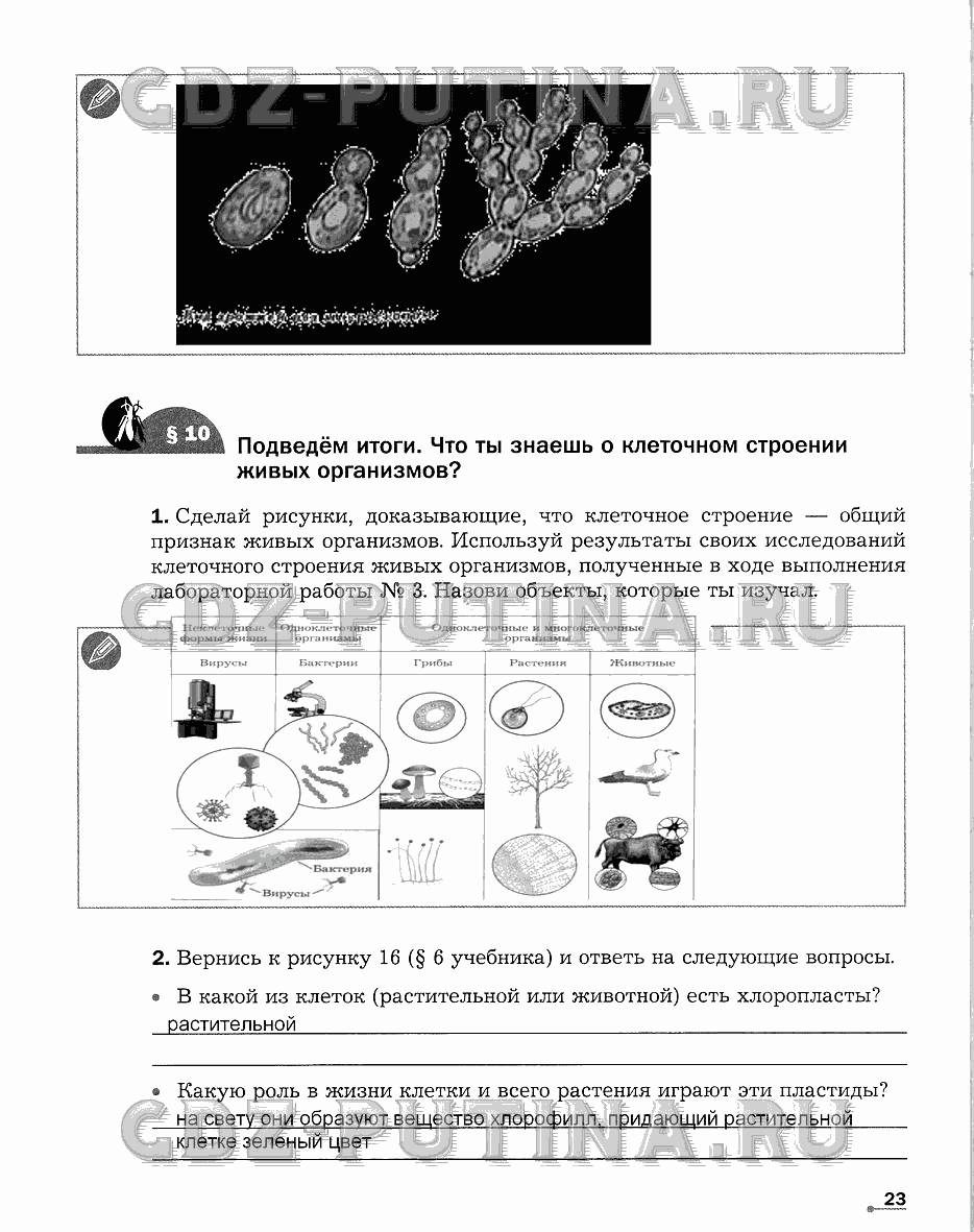 Рабочая тетрадь. Часть 1, 6 класс, Сухова Т.С., Строганов В. И., 2013 - 2015, задание: 23