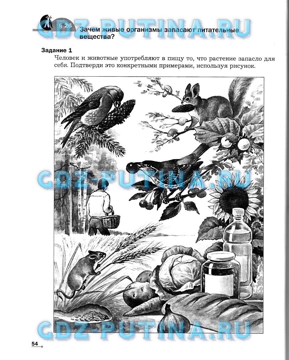 Рабочая тетрадь. Часть 1, 6 класс, Сухова Т.С., Строганов В. И., 2013 - 2015, задание: 54