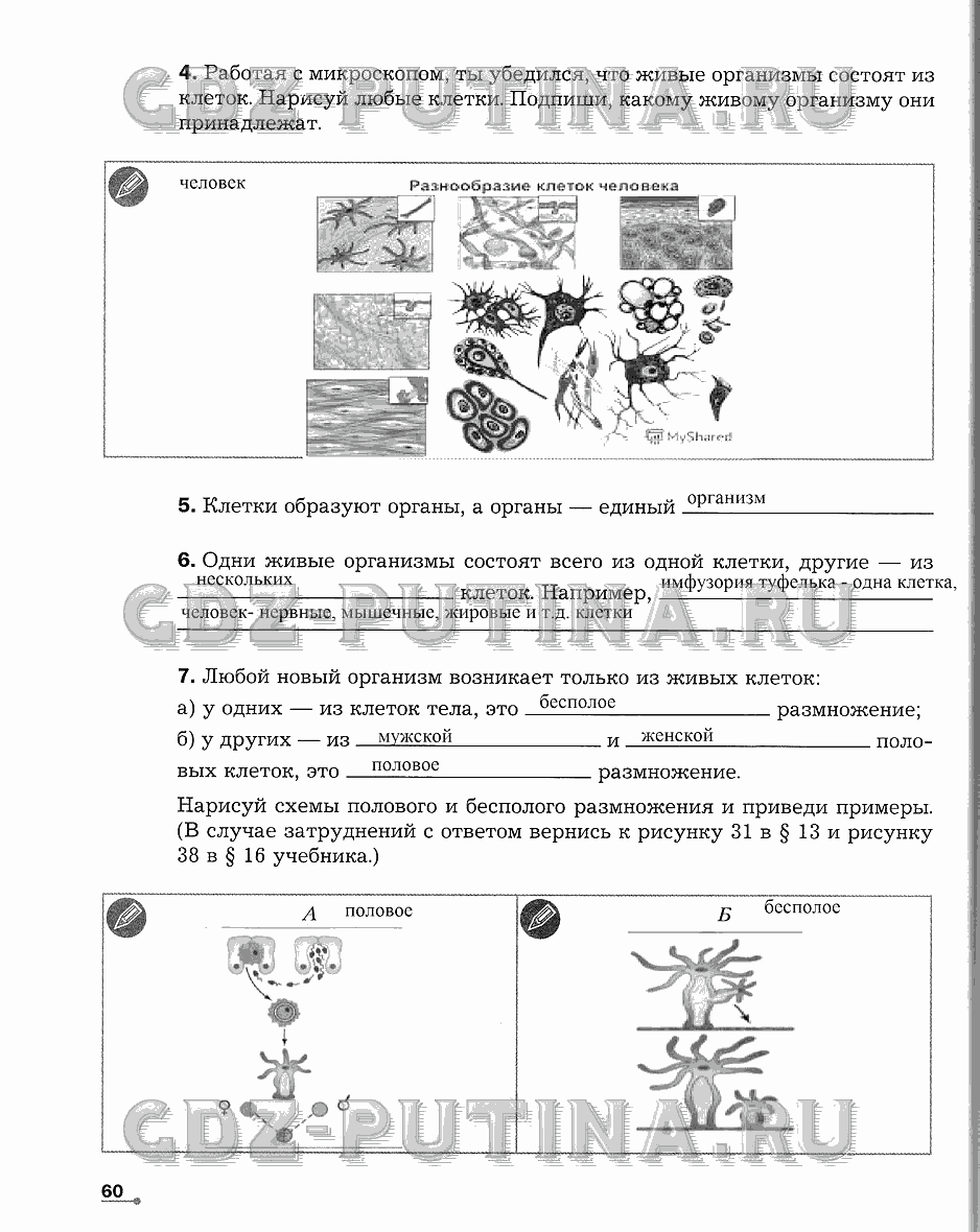 Рабочая тетрадь. Часть 1, 6 класс, Сухова Т.С., Строганов В. И., 2013 - 2015, задание: 60