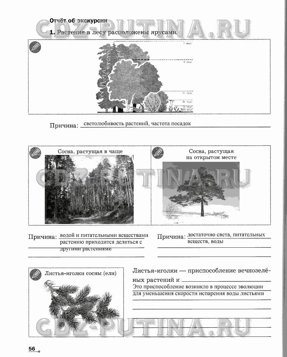 Рабочая тетрадь. Часть 2, 6 класс, Сухова Т.С., Строганов В. И., 2013 - 2015, задание: 56