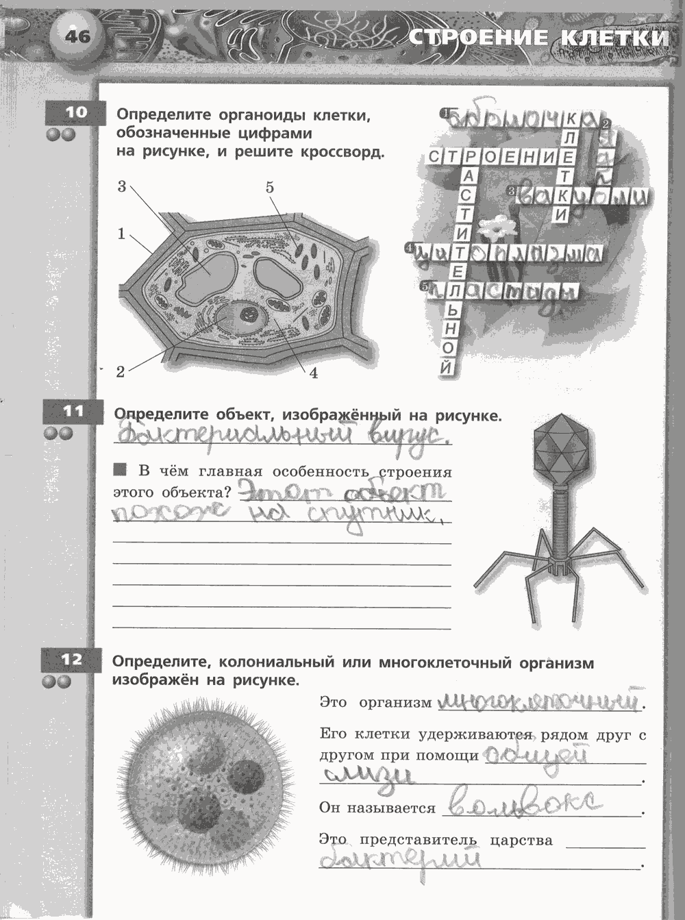 Живой организм. Тетрадь-тренажёр, 6 класс, Сухорукова Л.Н., Кучменко B.C., Дмитриева Е.А., 2013 -2016, задание: стр. 46
