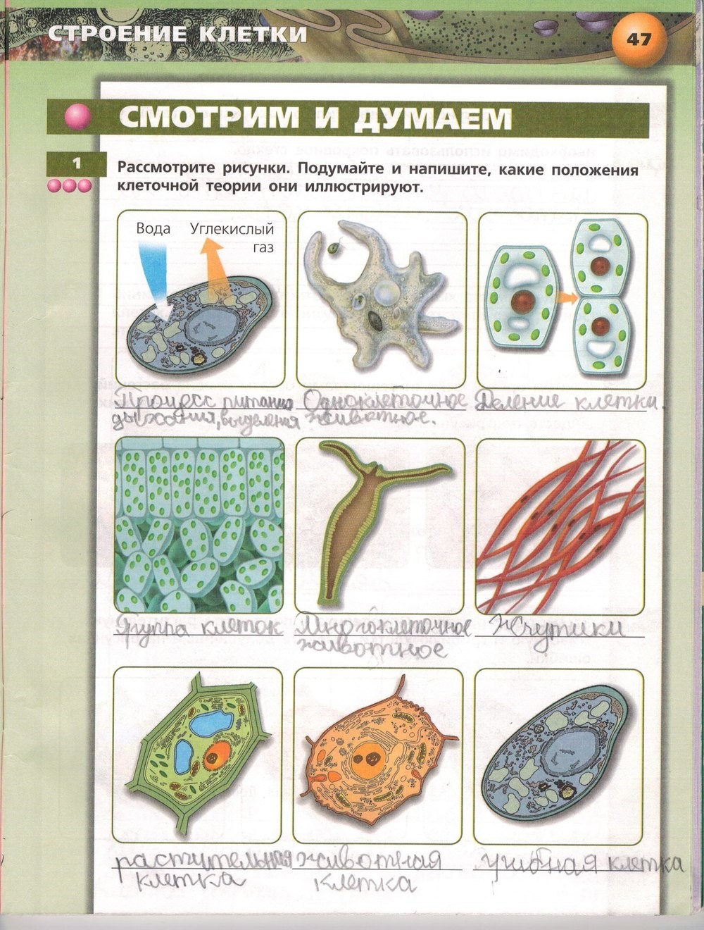 Живой организм. Тетрадь-тренажёр, 6 класс, Сухорукова Л.Н., Кучменко B.C., Дмитриева Е.А., 2013 -2016, задание: стр. 47