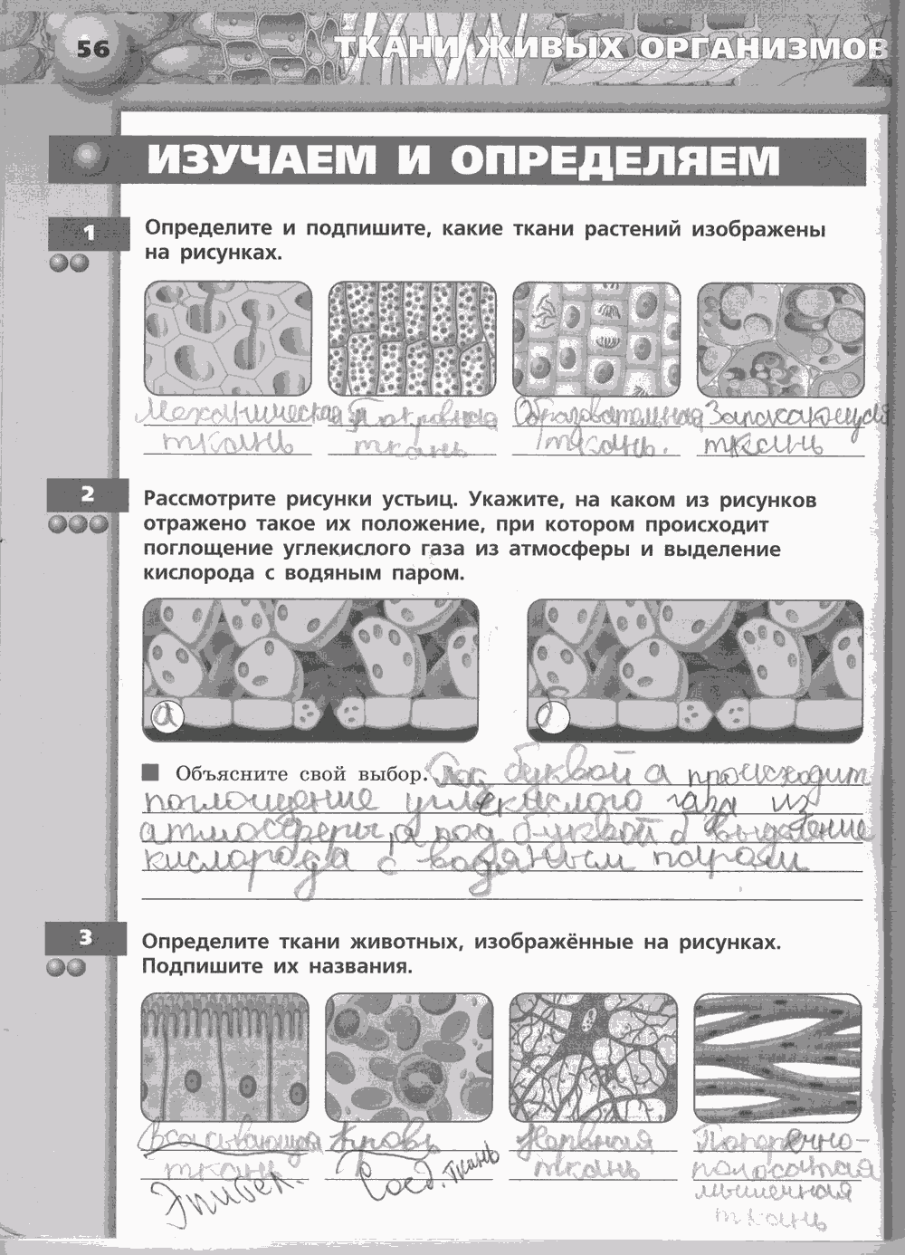 Живой организм. Тетрадь-тренажёр, 6 класс, Сухорукова Л.Н., Кучменко B.C., Дмитриева Е.А., 2013 -2016, задание: стр. 56